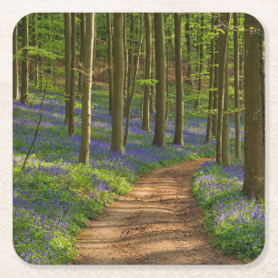 Forests Bluebell Forest in Belgium Square Paper Coaster