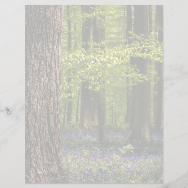 Forests | Bluebells in Belgium (Front)