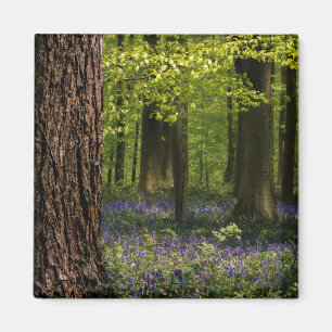 Forests   Bluebells in Belgium Magnet