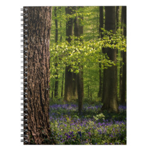 Forests Bluebells in Belgium Notebook
