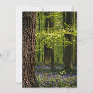 Forests Bluebells in Belgium Thank You Card