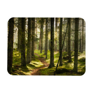 Forests   Boreal Forest Sweden Magnet