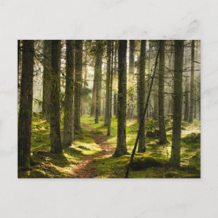 Forests   Boreal Forest Sweden Postcard