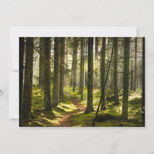 Forests   Boreal Forest Sweden Thank You Card