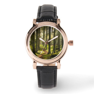 Forests Boreal Forest Sweden Watch