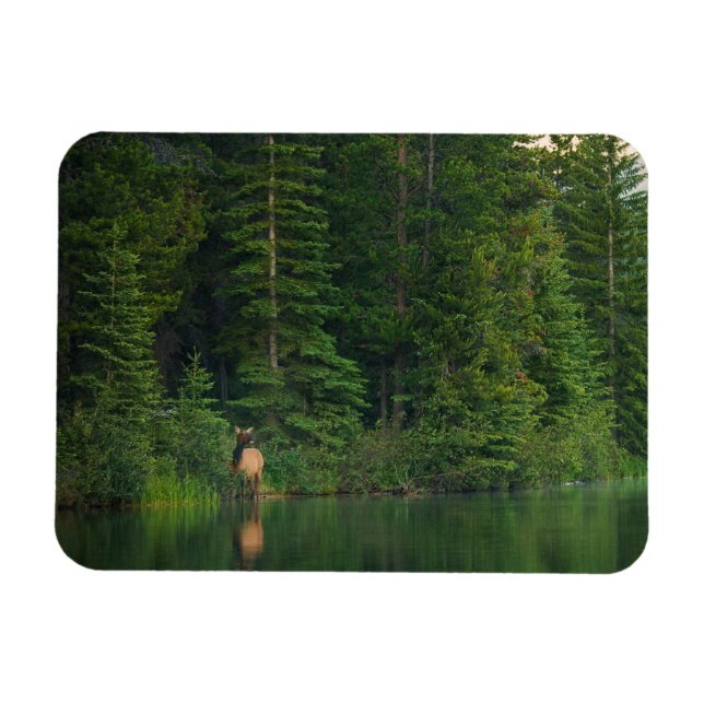 Forests | Elk at Banff National Park Alberta Magnet (Horizontal)