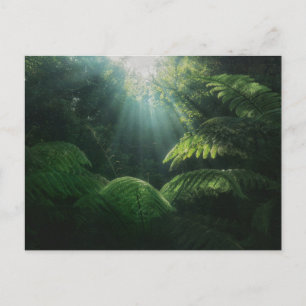 Forests   Ferns in Rainforest Postcard
