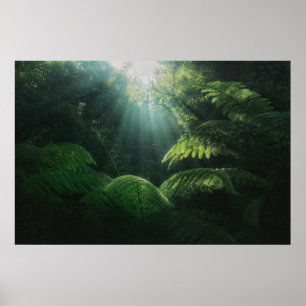 Forests Ferns in Rainforest Poster