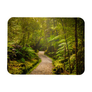 Forests Footpath Into Forest Magnet
