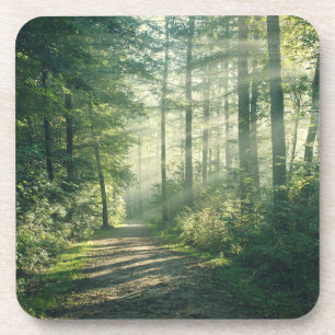 Forests   Forest Path Hamburg Germany Coaster
