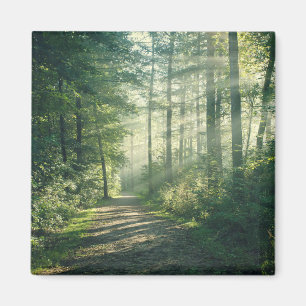 Forests   Forest Path Hamburg Germany Magnet