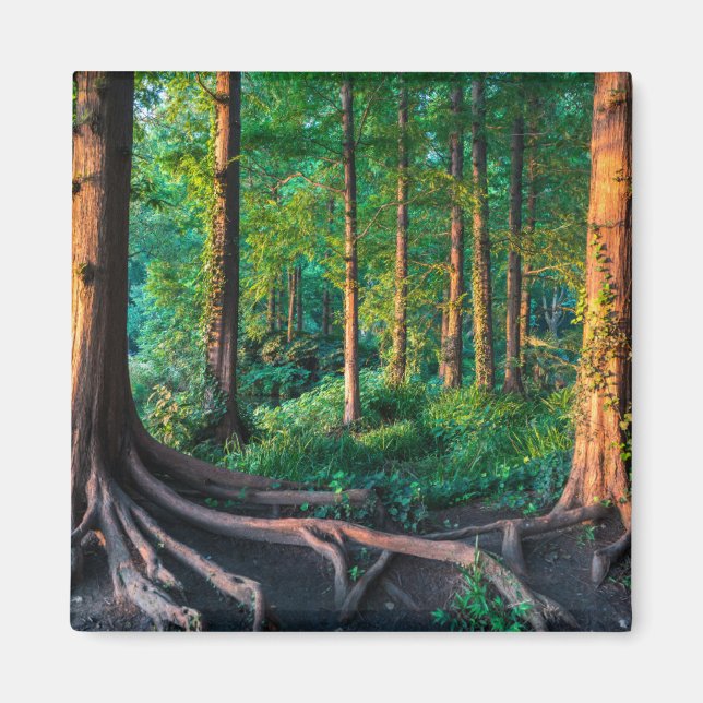 Forests | Greenery & Woodland Magnet (Front)