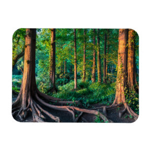 Forests   Greenery & Woodland Magnet