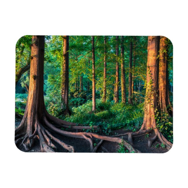 Forests | Greenery & Woodland Magnet (Horizontal)