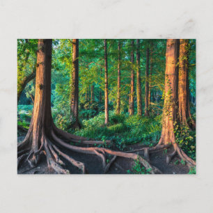 Forests Greenery & Woodland Postcard