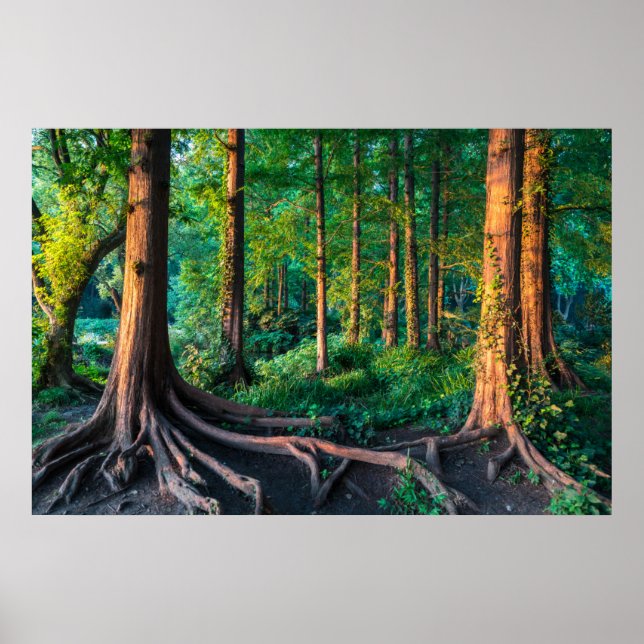 Forests | Greenery & Woodland Poster (Front)