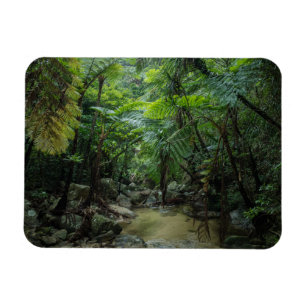 Forests Iriomote Ishigaki National Park Magnet