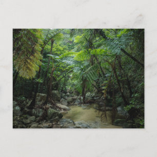 Forests Iriomote Ishigaki National Park Postcard
