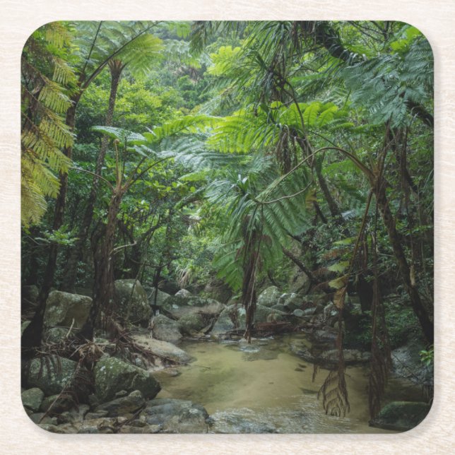 Forests | Iriomote Ishigaki National Park Square Paper Coaster (Front)