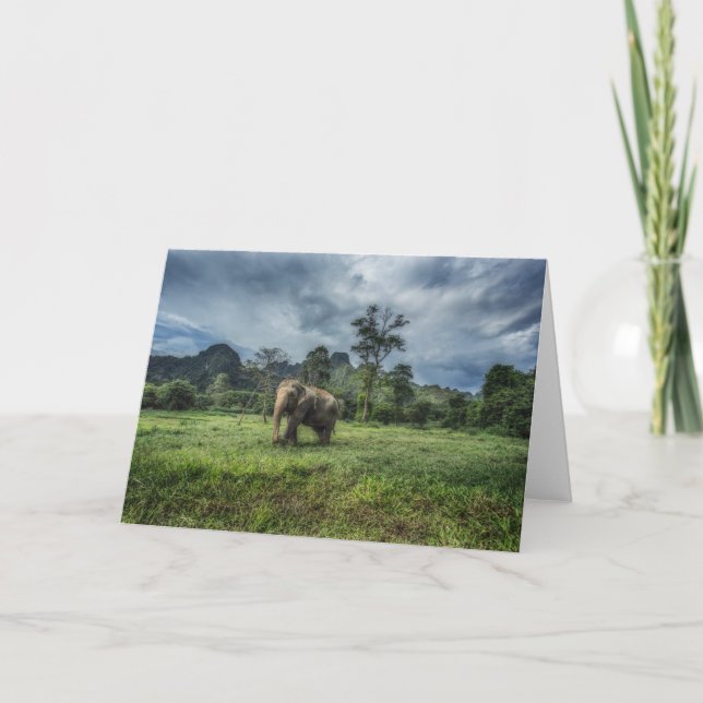 Forests | Kao Sok National Park Card (Front)