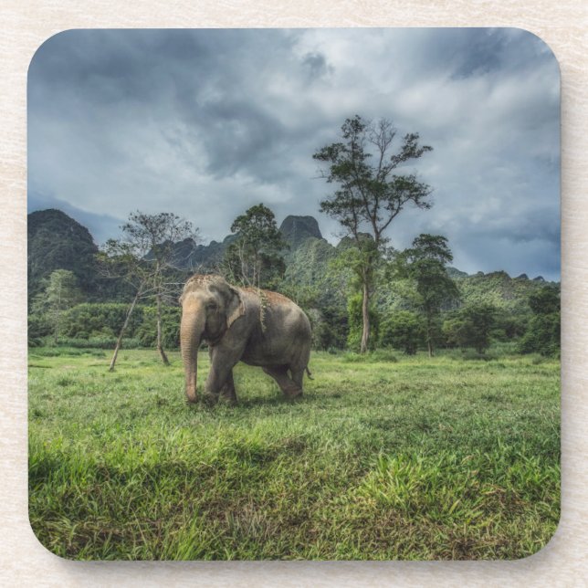 Forests | Kao Sok National Park Coaster (Front)