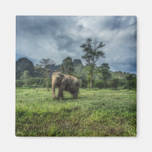 Forests   Kao Sok National Park Magnet