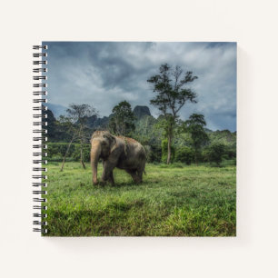 Forests   Kao Sok National Park Notebook