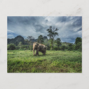 Forests Kao Sok National Park Postcard