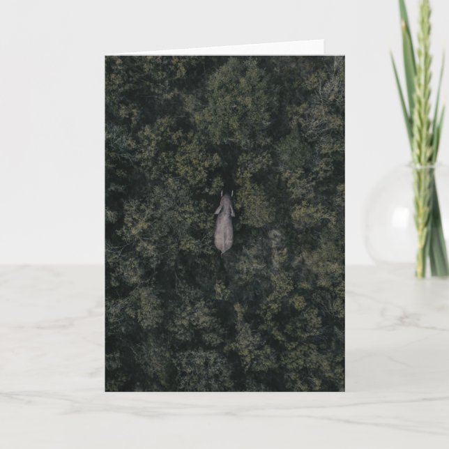 Forests | Lalibela Game Reserve Card (Front)