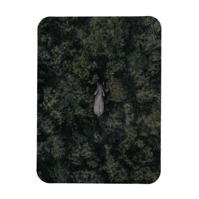 Forests | Lalibela Game Reserve Magnet (Vertical)