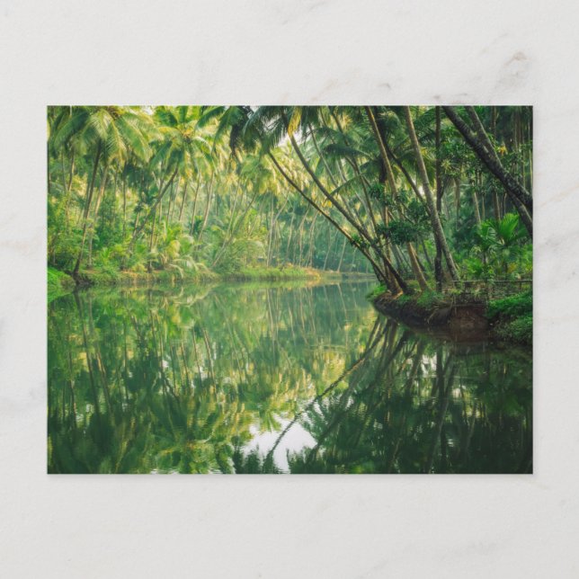 Forests | Mangrove Forest Postcard (Front)