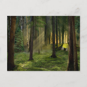 Forests of Dawn Postcard