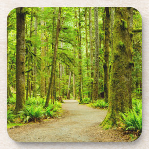 Forests   Olympic National Park Coaster