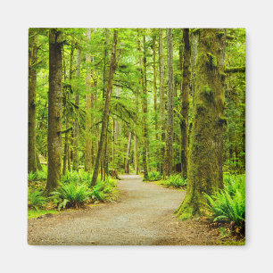 Forests Olympic National Park Magnet