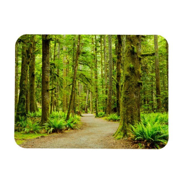Forests | Olympic National Park Magnet (Horizontal)