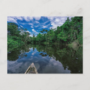 Forests Peruvian Jungle Forest Postcard