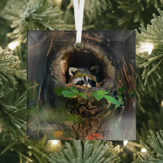 Forests | Racoon Peeking Glass Tree Decoration (Insitu)