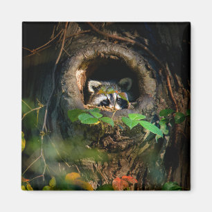 Forests Racoon Peeking Magnet