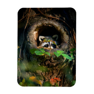 Forests Racoon Peeking Magnet