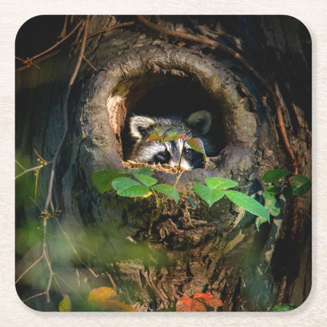 Forests | Racoon Peeking Square Paper Coaster (Front)