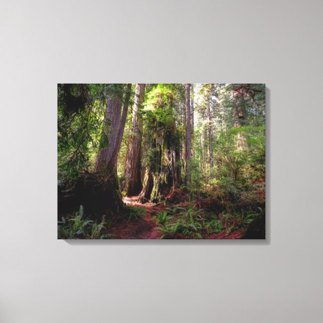 Forests | Redwood Forest California Canvas Print (Front)