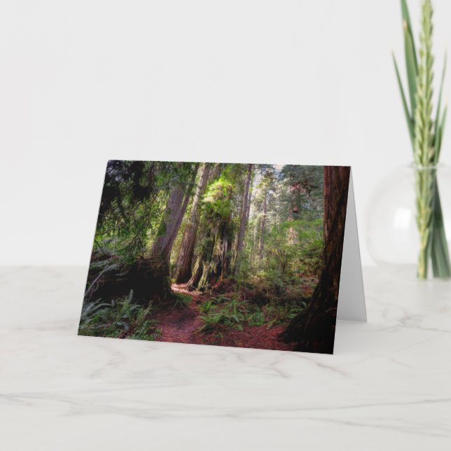 Forests | Redwood Forest California Card (Front)