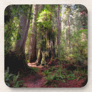 Forests Redwood Forest California Coaster