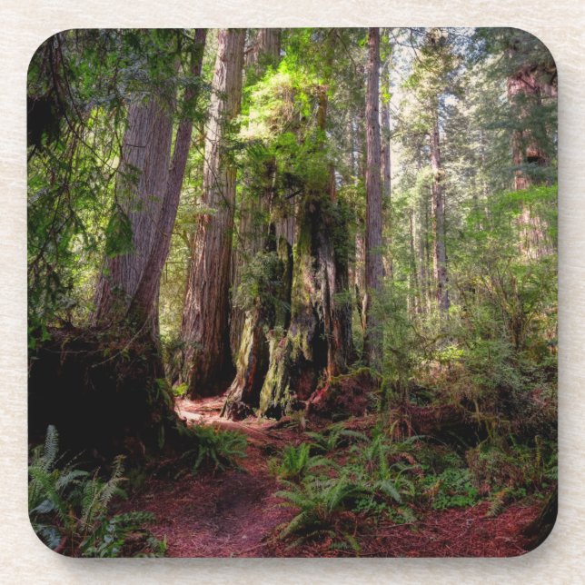 Forests | Redwood Forest California Coaster (Front)