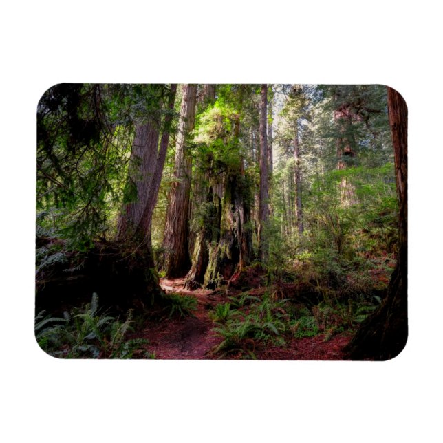 Forests | Redwood Forest California Magnet (Horizontal)