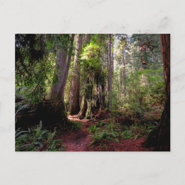 Forests | Redwood Forest California Postcard (Front)