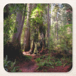 Forests   Redwood Forest California Square Paper Coaster