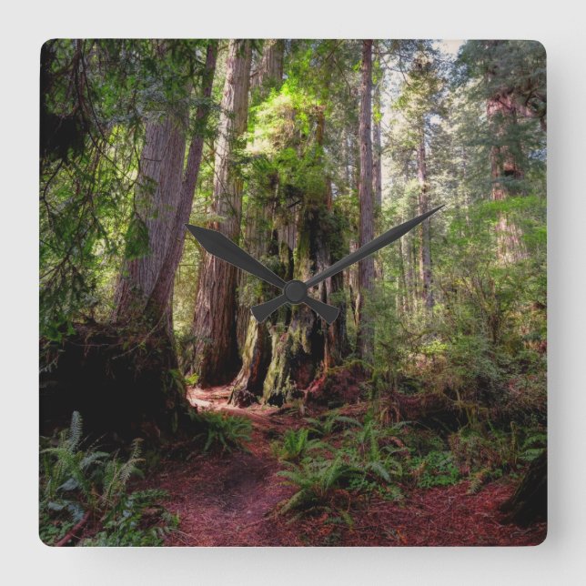 Forests | Redwood Forest California Square Wall Clock (Front)