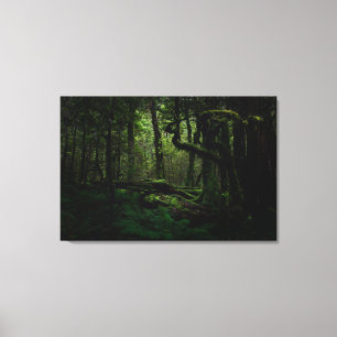 Forests Routeburn Track Fiordland National Park Canvas Print