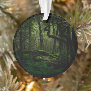 Forests Routeburn Track Fiordland National Park Ornament